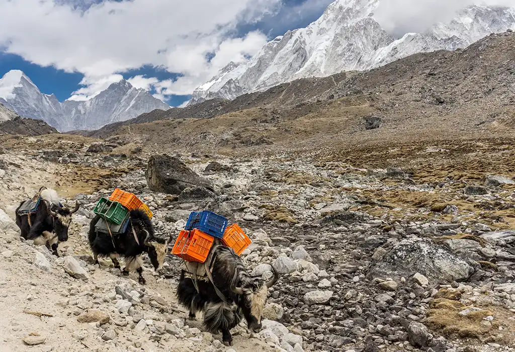 A line of three yaks carrying colorful plastic crates treks along a rocky mountain path during Lobuche Peak Climbing.