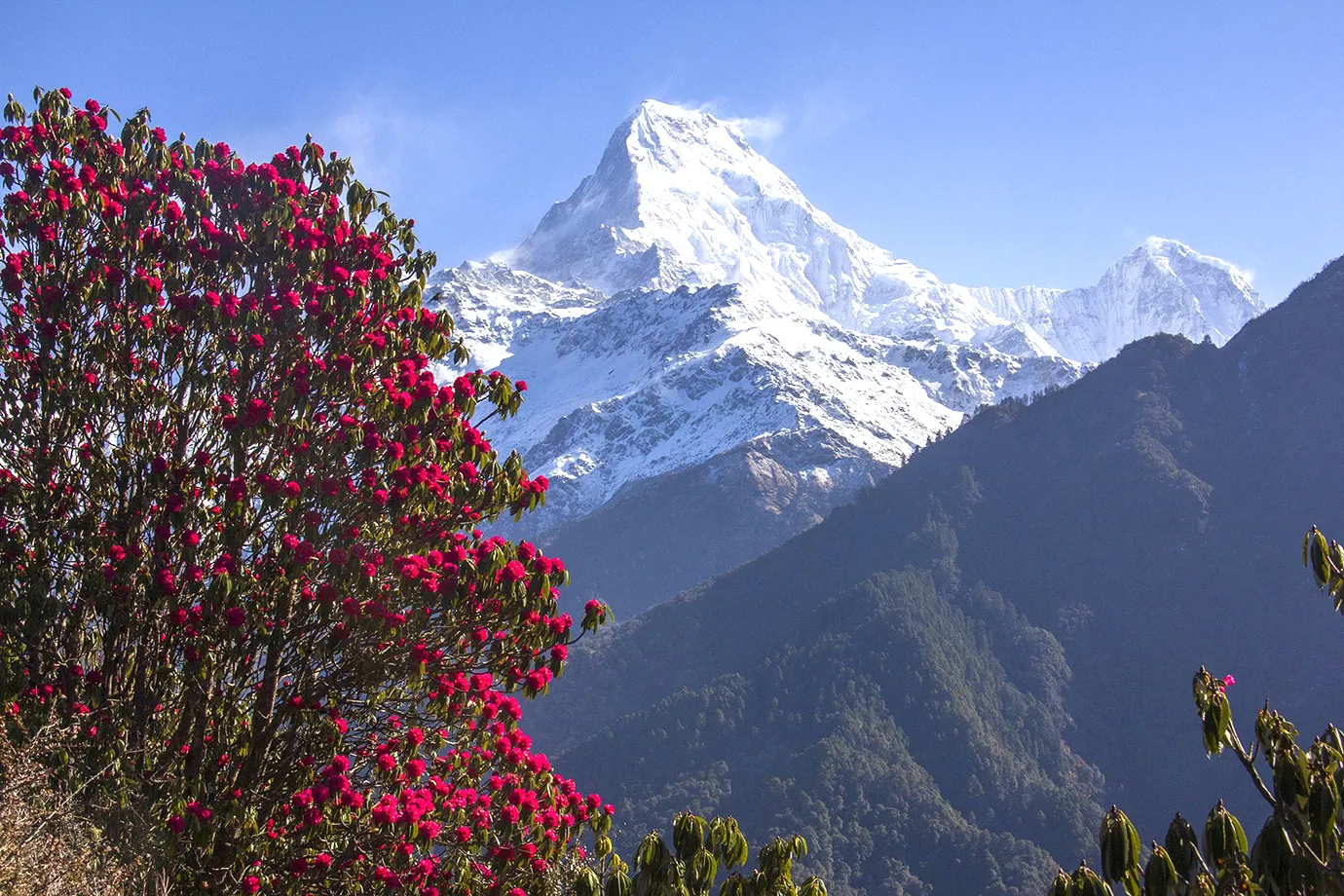 Beautiful Rhododendron tree and Mount Annapurna South.