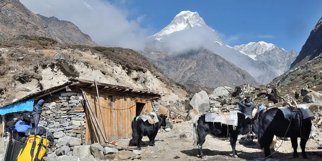 Yaks resting near stone huts in Gondishung with snow-capped Himalayan peaks in the background along the Mera Peak route.