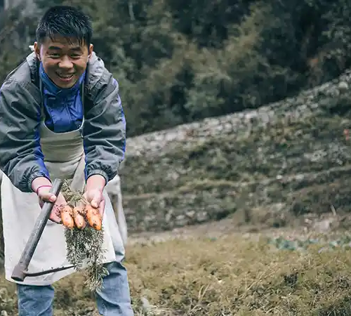 A local person in Phakding holds freshly harvested carrots in an outdoor garden, with terraced land and greenery in the background.