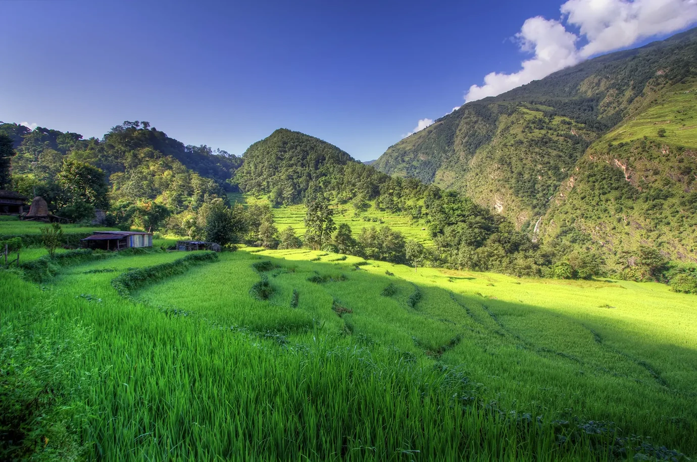 Rice Fields of Nepal