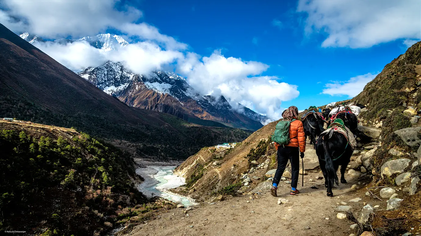Trekker walking with yak caravan on Everest Base Camp Trek trail in Nepal Himalayas