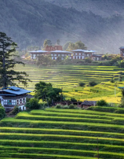 Traditional Bhutanese houses surrounded by green terraced fields and hills.