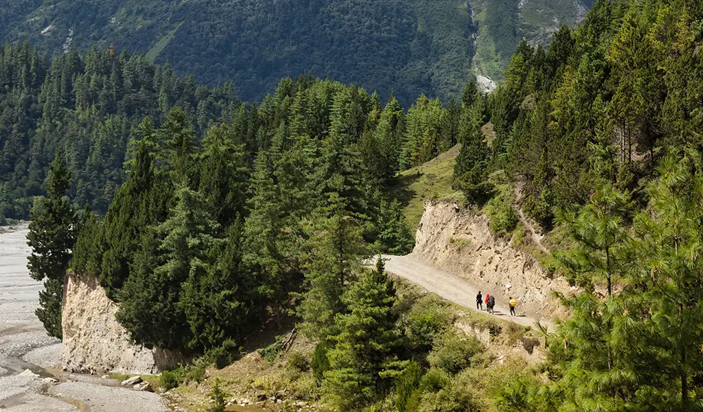 Hikers walk along a mountain trail through a lush pine forest above a river valley on the Annapurna Base Camp trek.