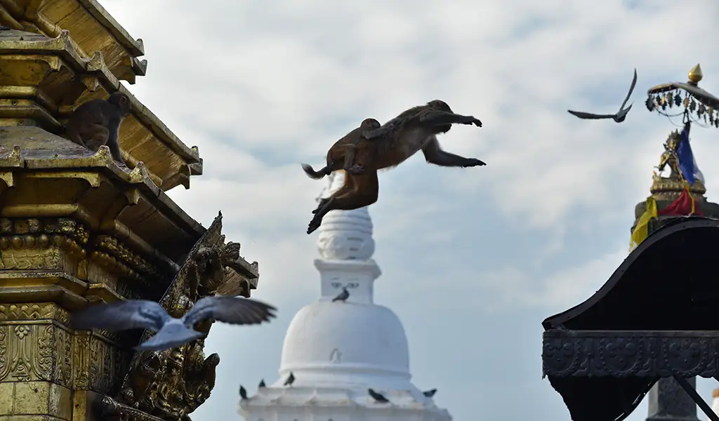 A monkey leaps through the air at Swayambhunath in Kathmandu, with temple rooftops, a white stupa, and birds flying in the background.