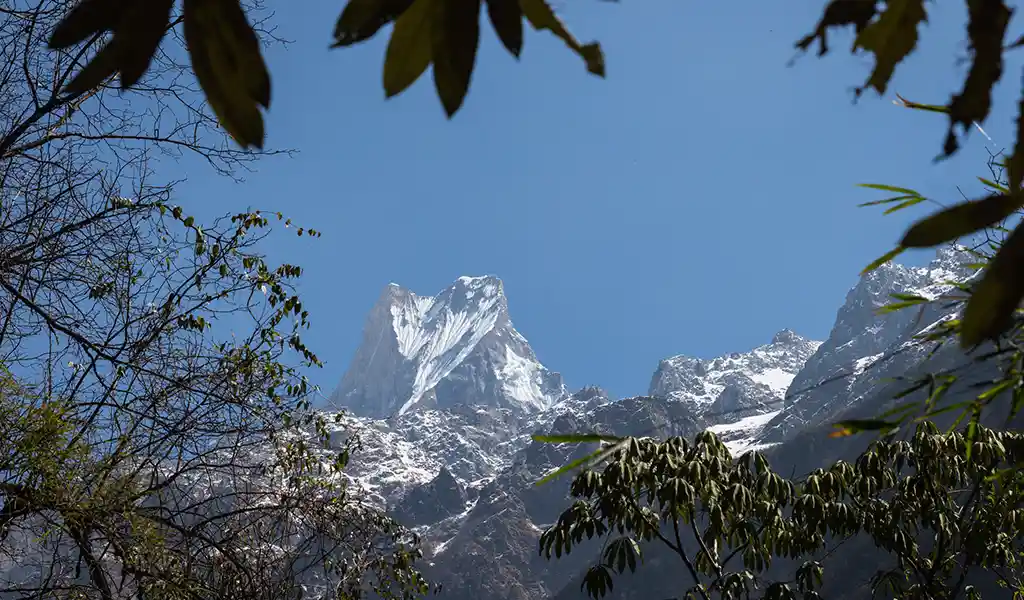 Snow-capped Himalayan peak under a clear blue sky, framed by trees and leaves in the foreground, along the Annapurna Circuit, relevant to annapurna circuit trek cost considerations.