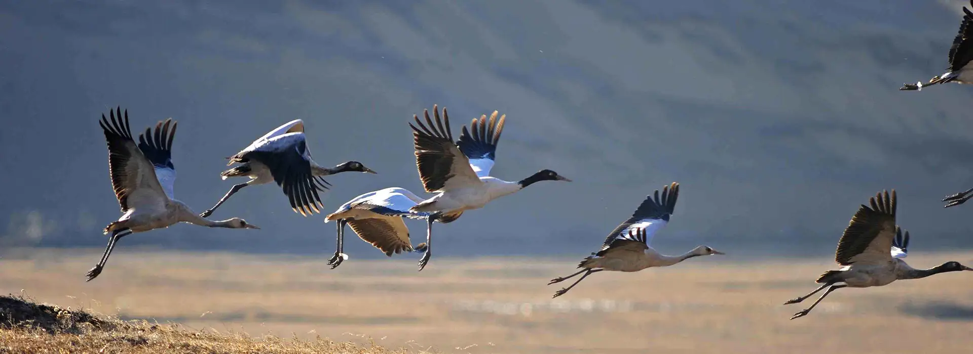Black-necked cranes flying in Bhutan valley under Bhutan travel permits regulations