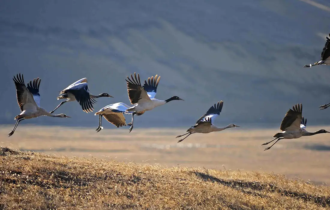 Black-necked cranes flying over valley reflecting Bhutan's Weather in clear autumn skies