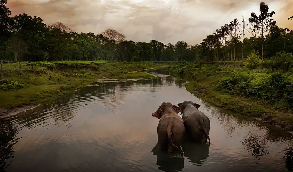 Two Asian elephants wading through a calm river at dusk, a perfect scene for a Bhutan Wildlife and Nature Travel Guide showcasing biodiversity.