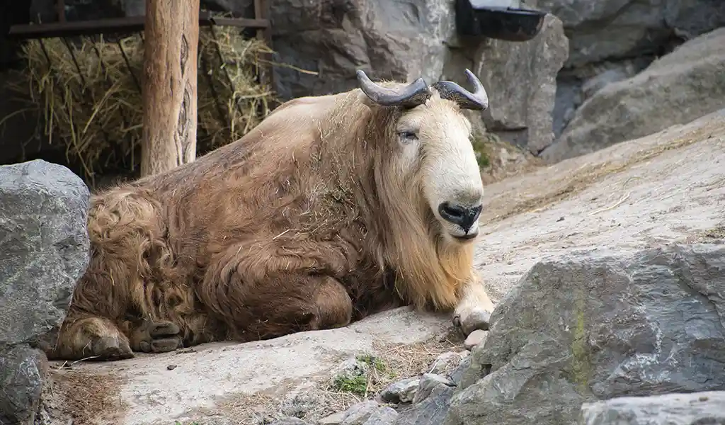 The Motithang Takin Preserve in Thimphu, a sanctuary for the national animal of Bhutan and a key site for a Thimphu travel guide.