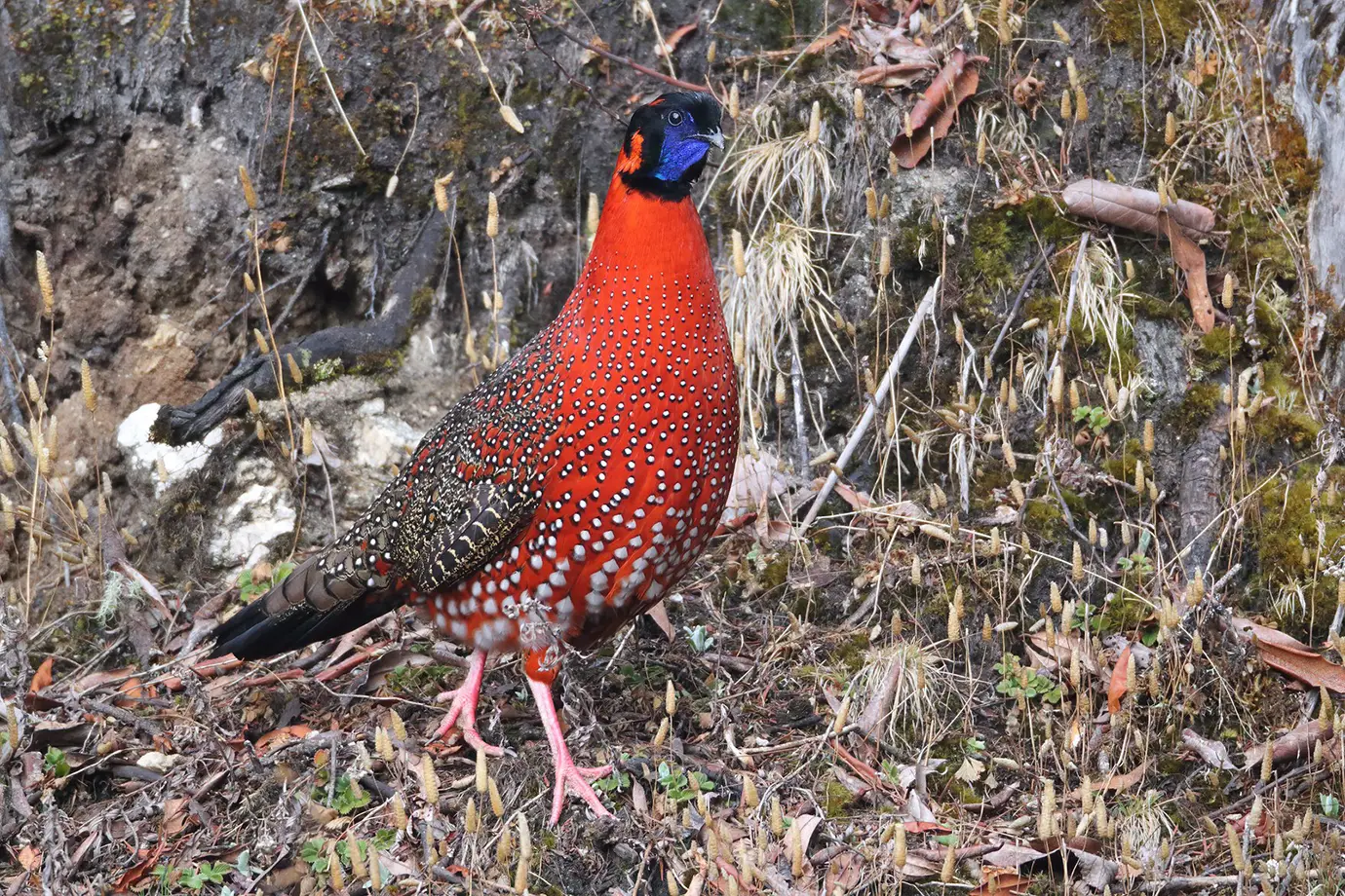 Satyr Tragopan