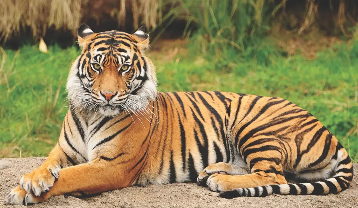 Royal Bengal tiger resting in Bhutan’s national park, reflecting Eco-Friendly Travel in Bhutan and wildlife protection