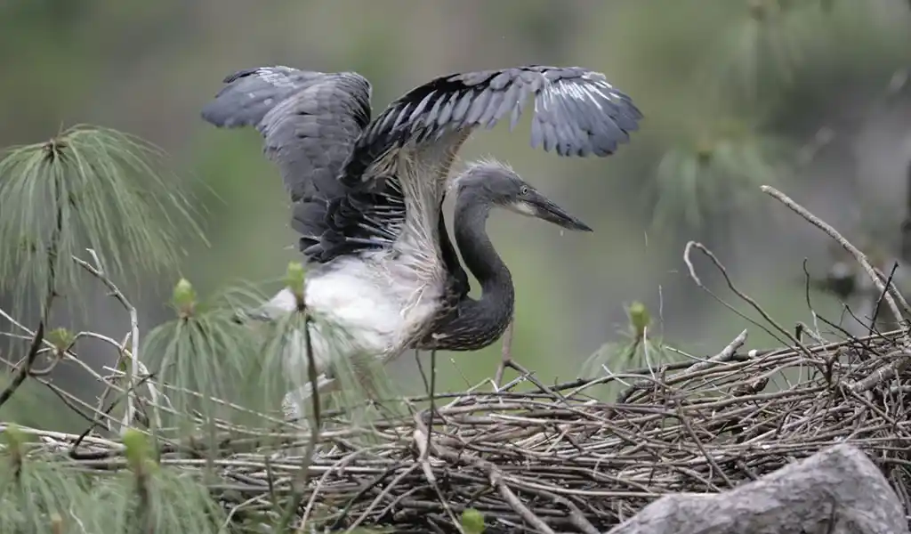 White-bellied heron standing quietly in a dense Bhutan forest, featured in the Bhutan Wildlife and Nature Travel Guide.