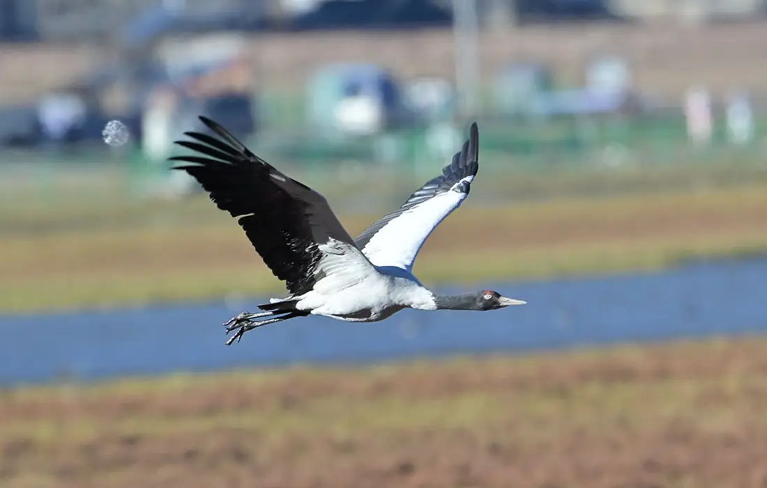 Black-necked crane flying over wetlands in Phobjikha Valley, Bhutan, during winter migration season.