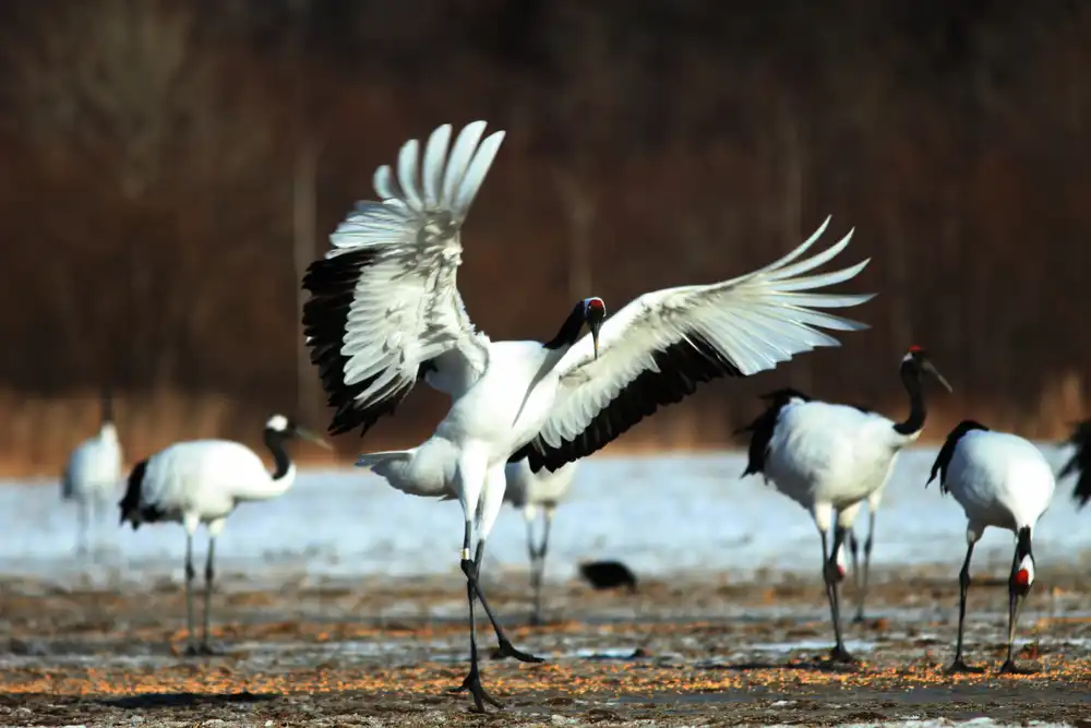 A pair of rare black-necked cranes foraging in the marshy wetlands of Phobjikha, a primary subject for wildlife enthusiasts on a Bhutan photography tour.