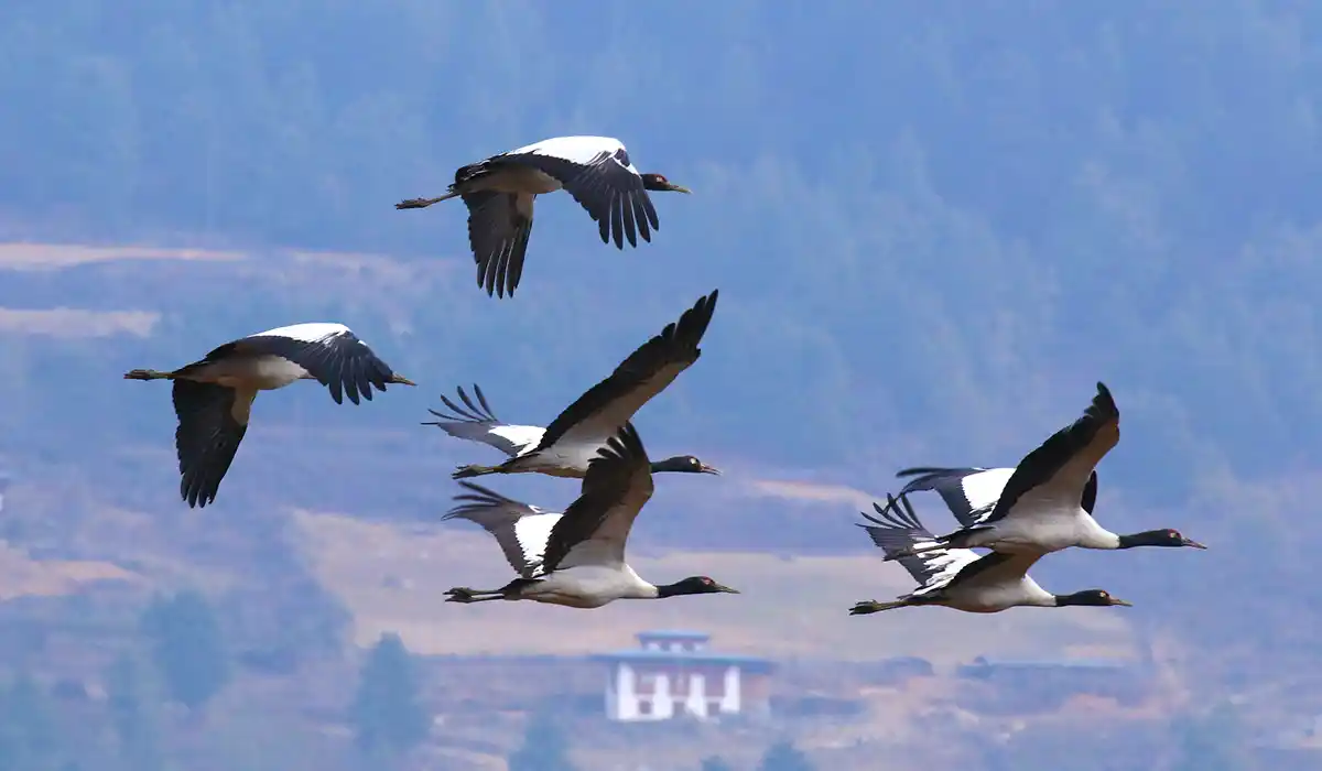 Black-necked cranes flying over a quiet Bhutan valley during Bhutan Off-Season Travel, with misty hills and a traditional farmhouse below.