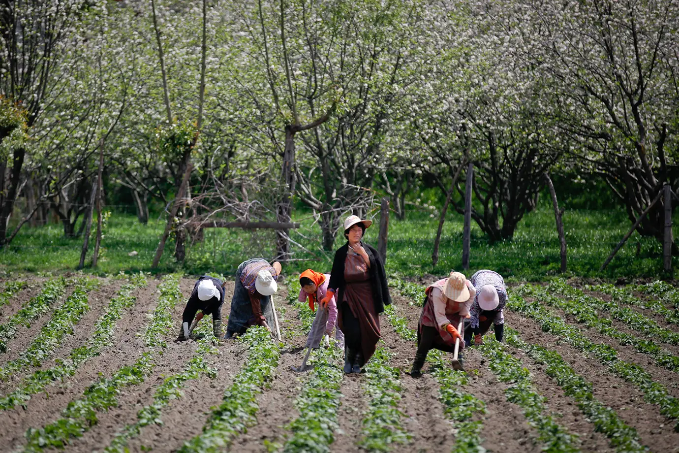 Local farmers working together in agricultural fields surrounded by trees in rural Bhutan.