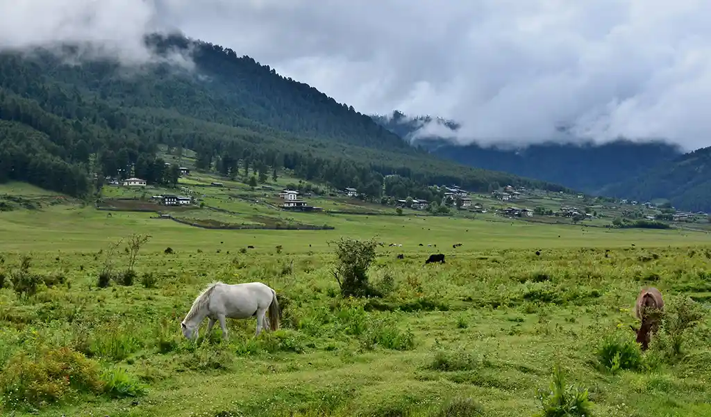 A white horse grazes in the lush green fields of Phobjikha Valley, one of the best places to visit in Bhutan.
