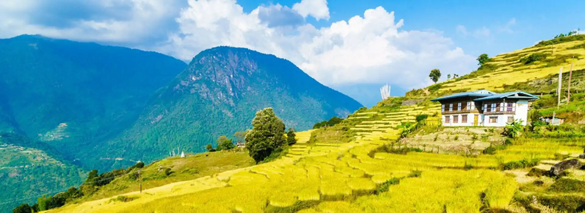 A sweeping view of the golden and green terraced rice fields in Punakha Valley, a highlight for any professional Bhutan photography tour.