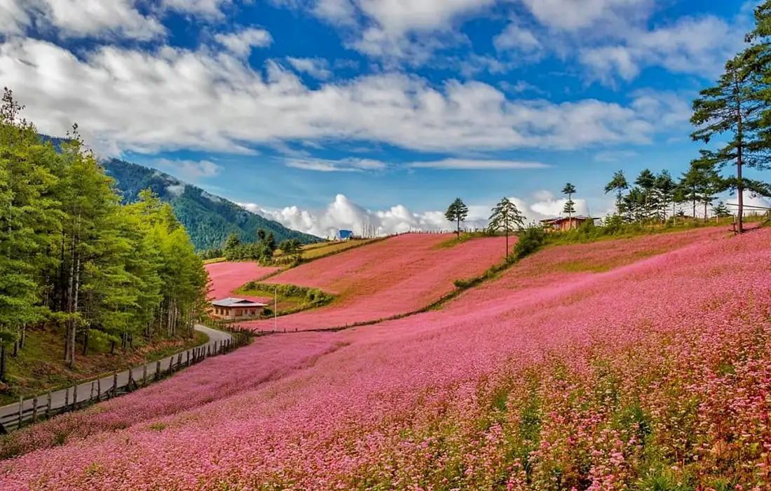 Pink flower fields under blue skies highlighting Bhutan's Weather during vibrant spring season