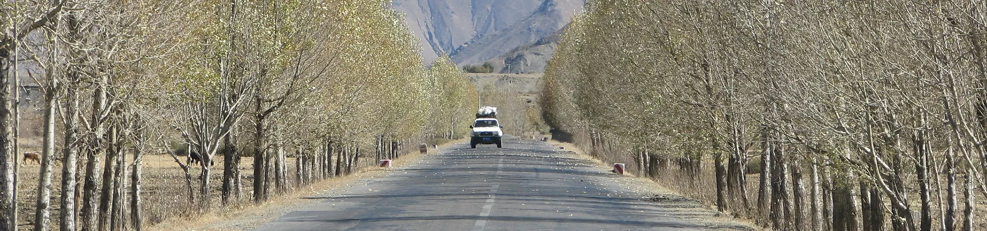A straight road lined with tall trees leads toward dry mountains during a Road Trip from Lhasa to Shigatse under clear blue skies.