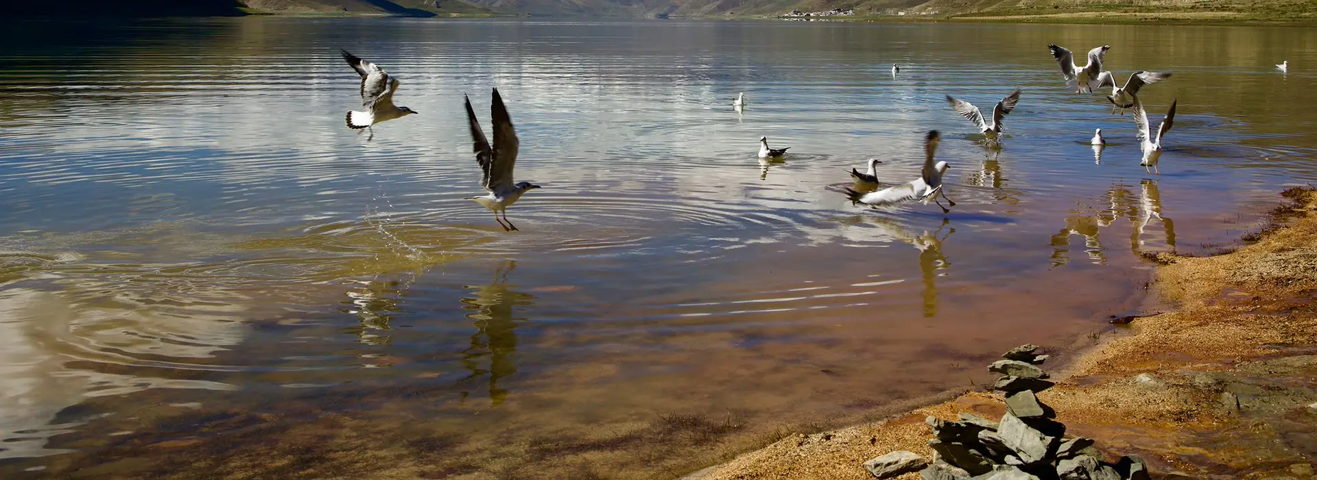 White birds fly over the clear waters of a sacred high-altitude lake, a peaceful nature scene included in a Tibet Buddhist Pilgrimage Tour.