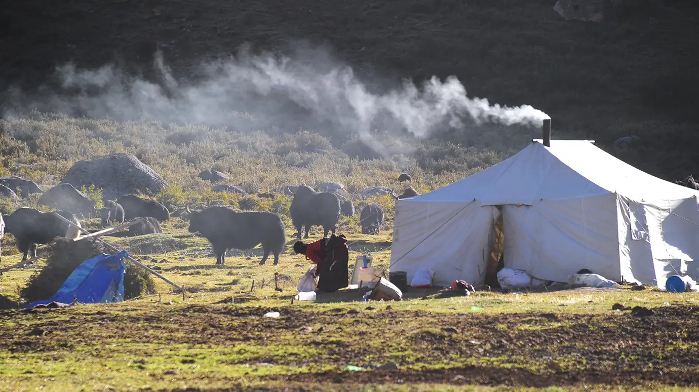 Nomadic tent with yaks grazing nearby on the Tibetan plateau, showing daily pastoral life travelers often see during a Tibet adventure tour.