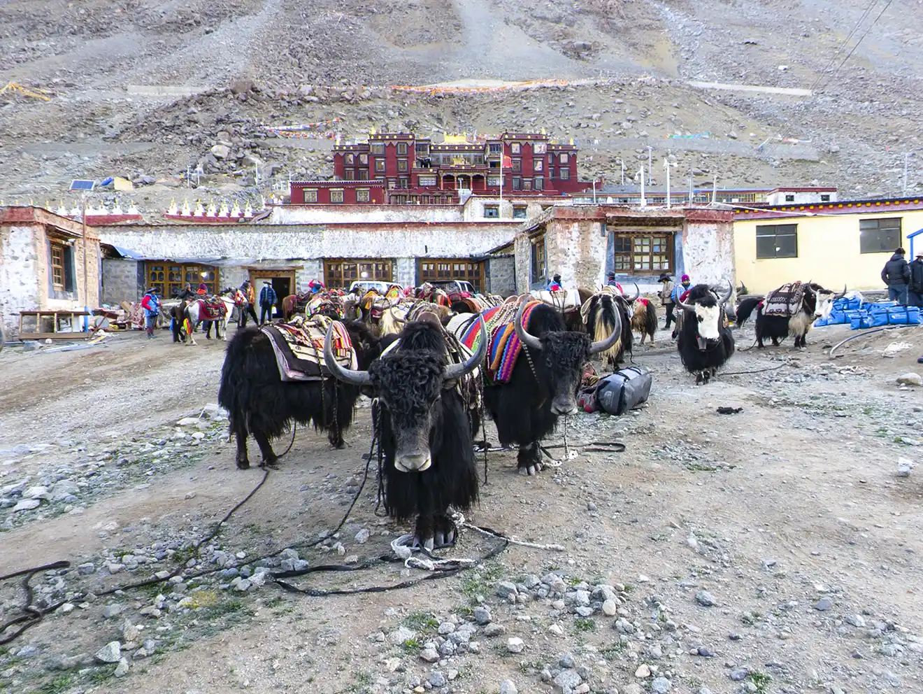 Several yaks with decorative saddles stand in front of the red and white Rongbuk Monastery. This historic site is a highlight of a Tibet tour for seniors.