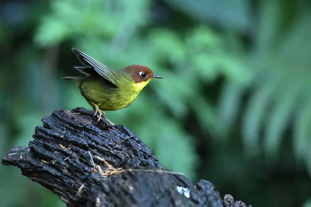 A vibrant Chestnut-headed Tesia with its distinctive reddish-brown crown and yellow throat perches on a dark log during a professional Bhutan bird watching tour.