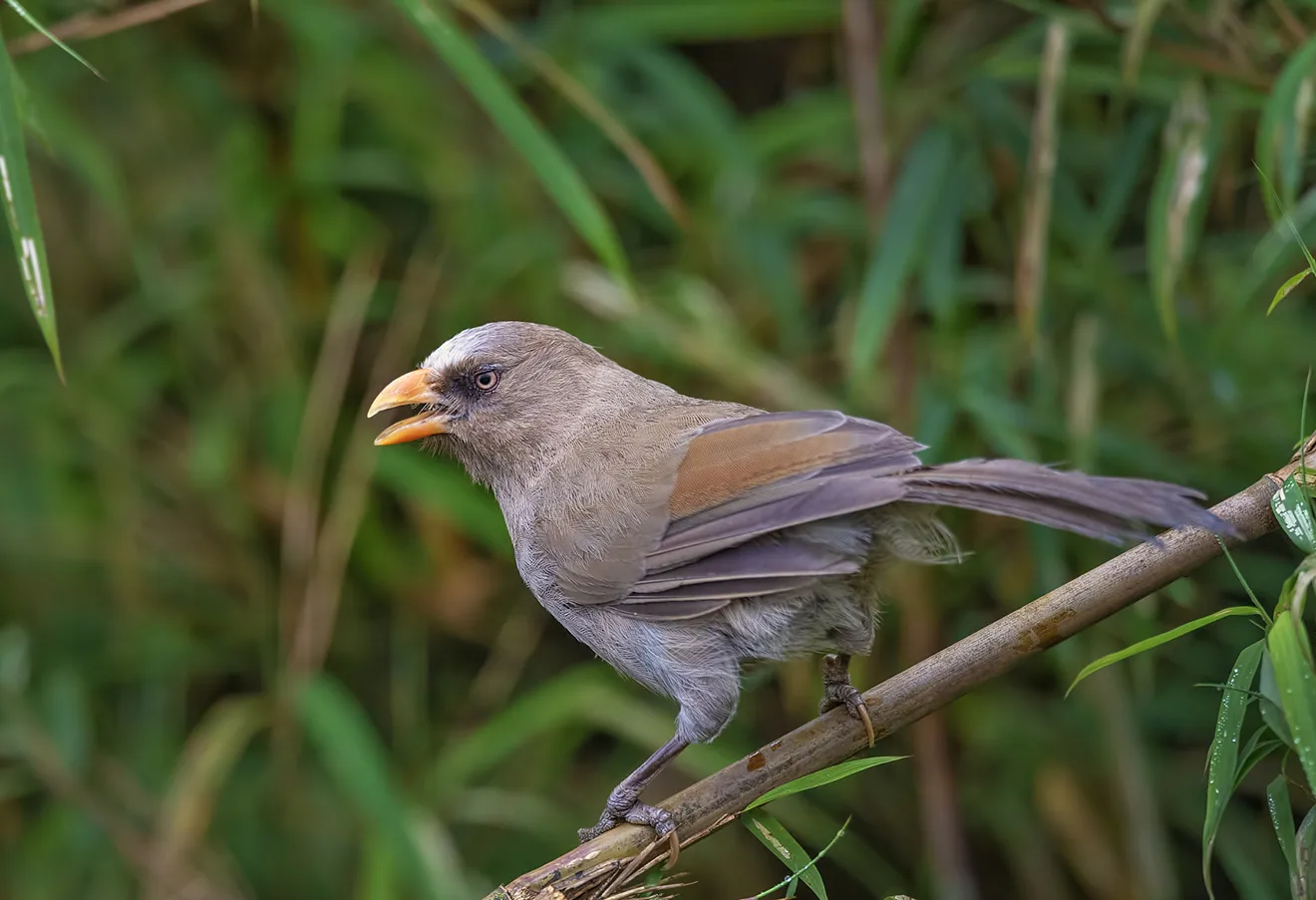 A Great Parrotbill with its distinctive yellow beak perches on a branch during a professional Bhutan bird watching tour in a lush forest.