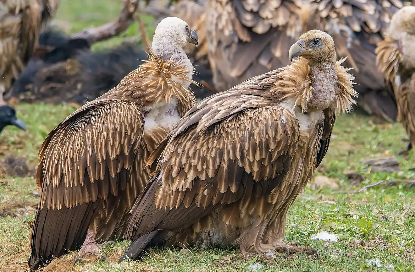 A large Himalayan Griffon vulture with a massive wingspan soars effortlessly through the air, viewed during a Bhutan bird watching tour.