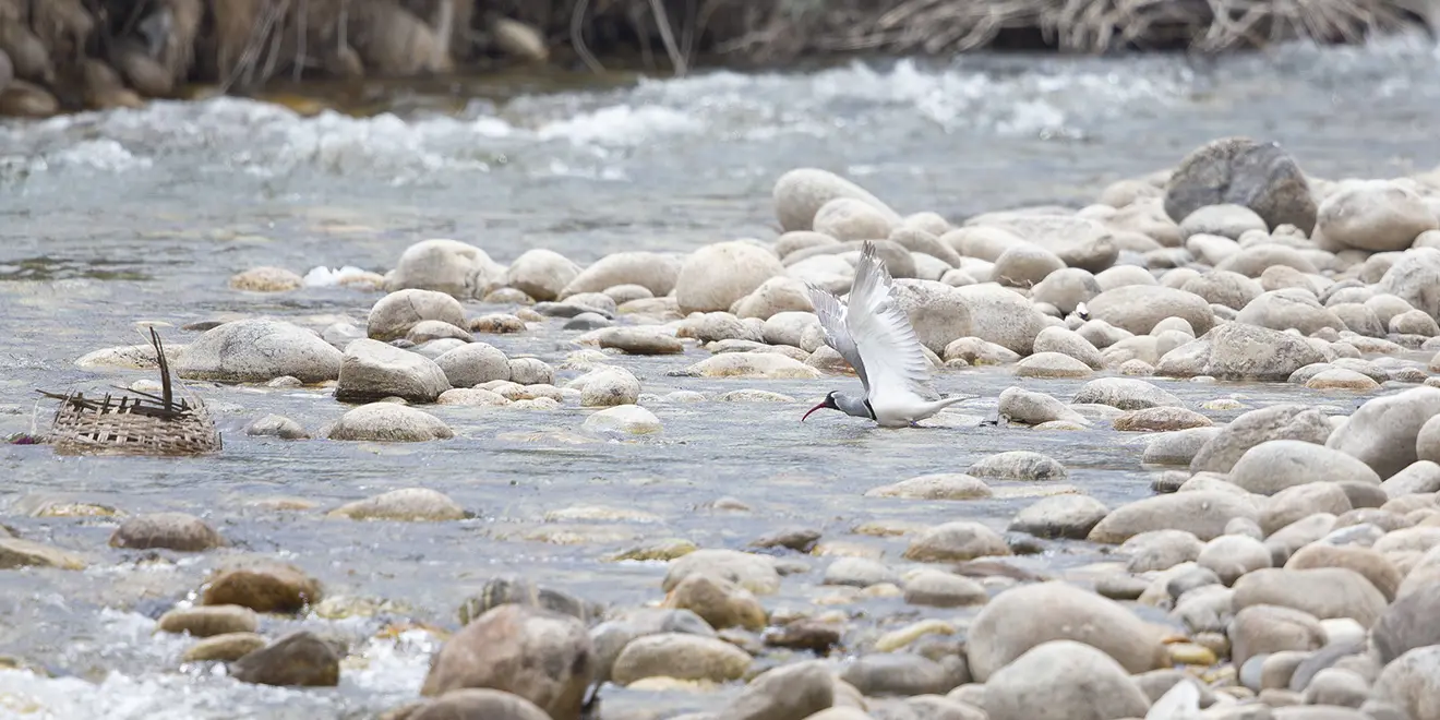 A rare Ibisbill with a curved red beak stands among river stones in a shallow stream during a Bhutan bird watching tour.