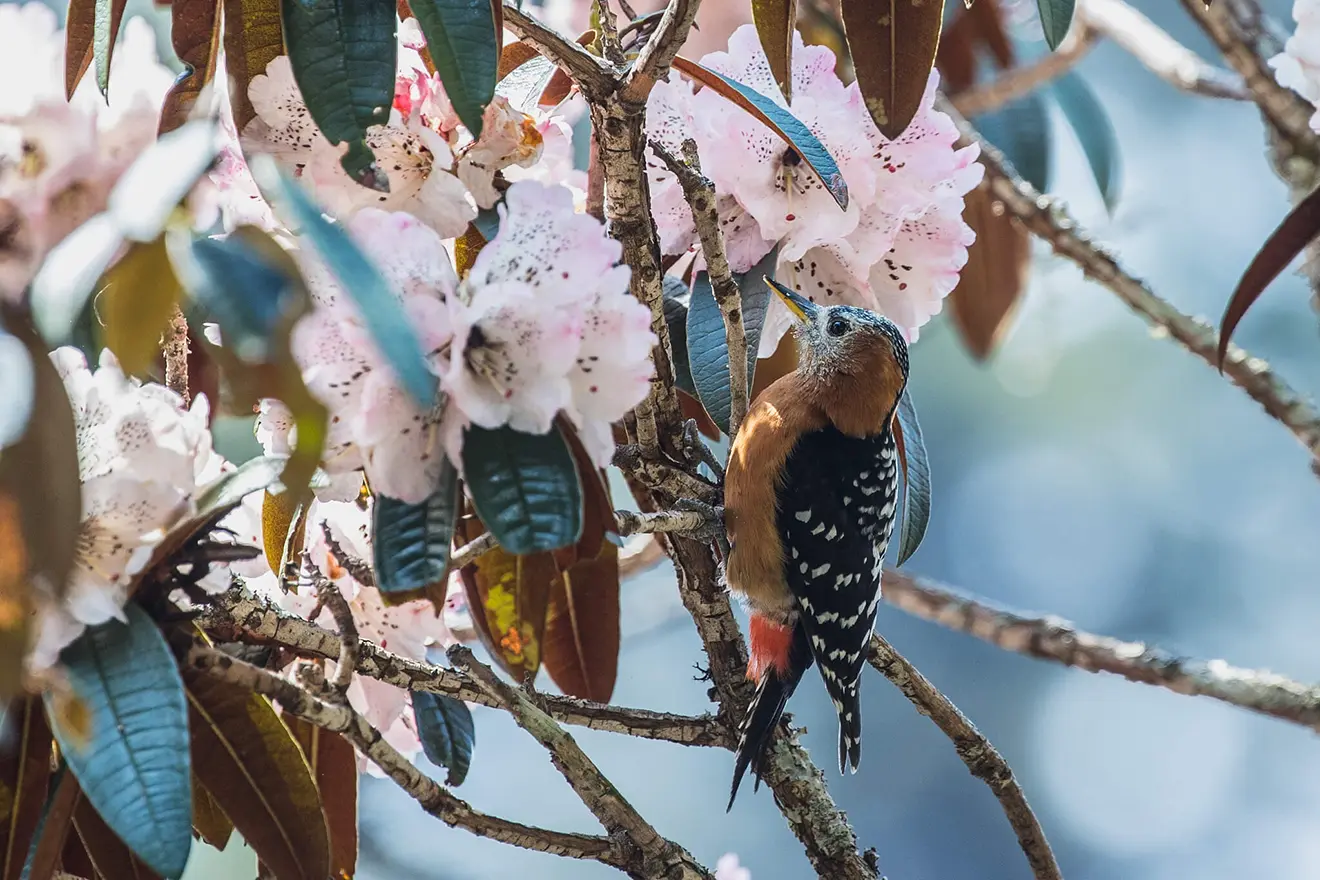 A vibrant rufous-bellied woodpecker perches on a branch surrounded by blooming pink rhododendrons during a professional Bhutan bird watching tour in the spring.
