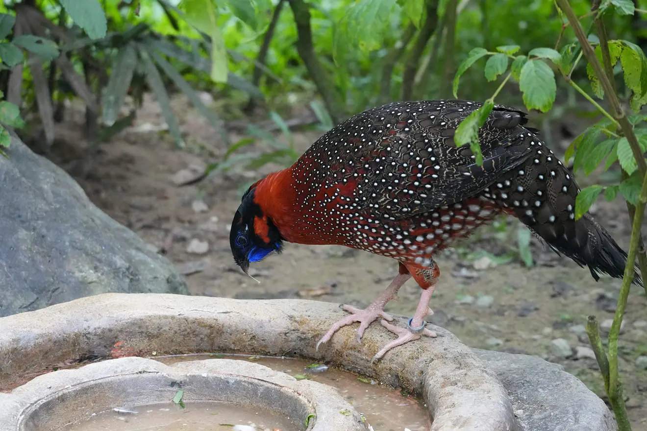 A detailed view of a rare and vibrant Satyr Tragopan pheasants with its bright red, blue, and black plumage, a top target on any Bhutan bird watching tour.