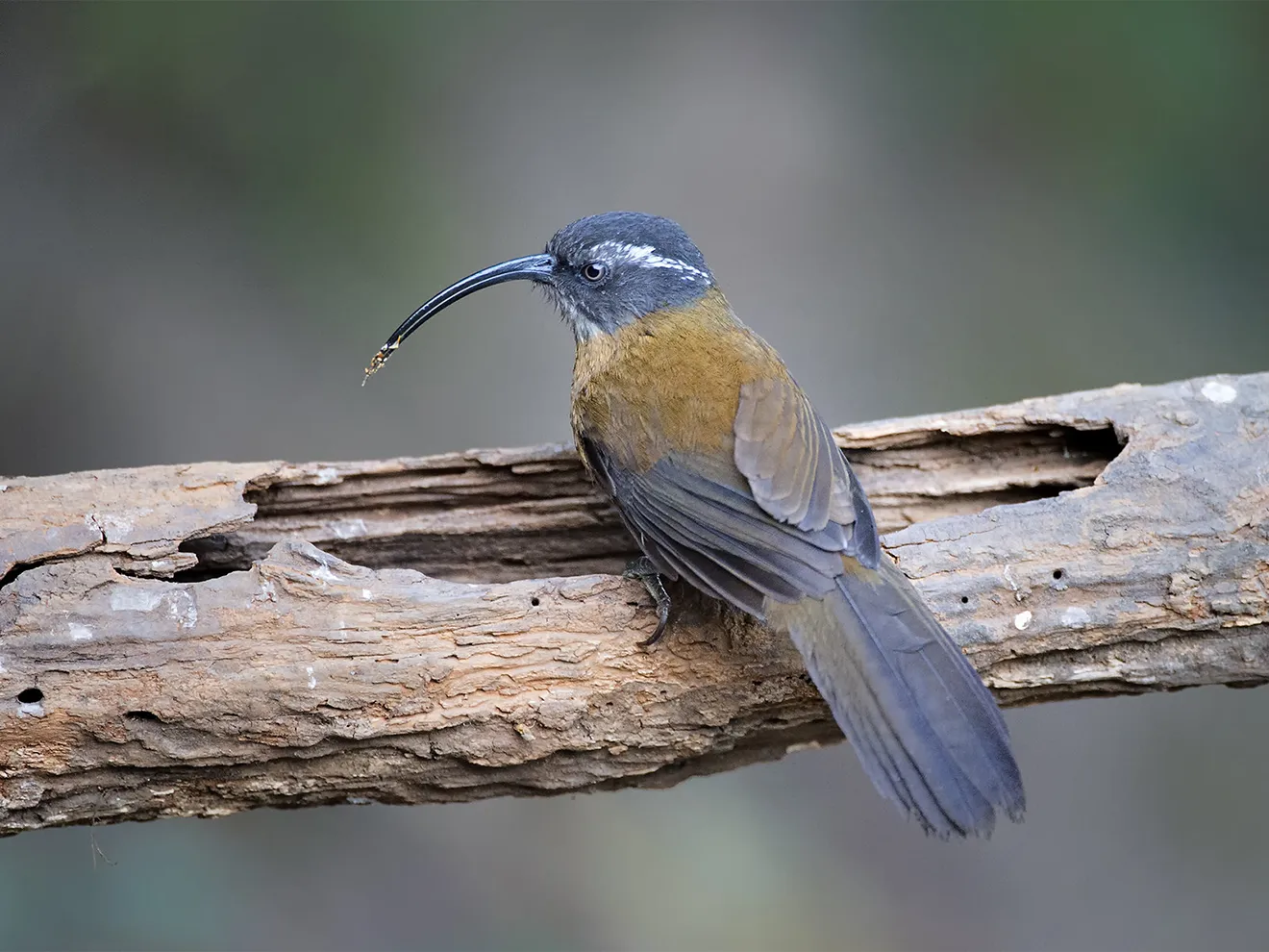 A detailed closeup shows the elusive Slender-billed Scimitar Babbler with its long curved beak, a top sighting on any Bhutan bird watching tour.
