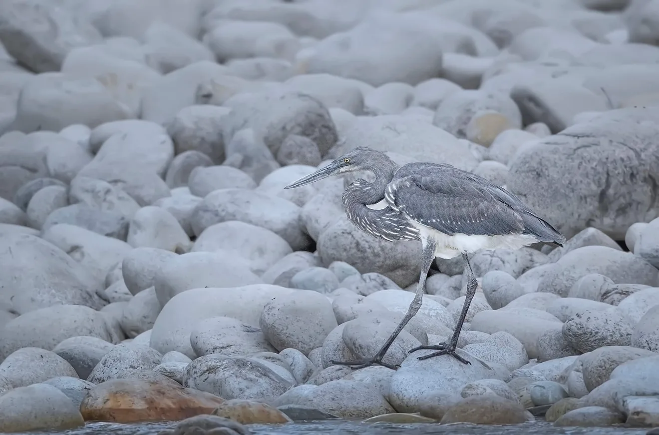 A critically endangered White-bellied Heron stands among large grey river stones along a pristine shoreline during a professional Bhutan bird watching tour.