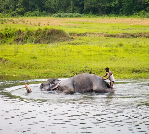 Two mahouts care for an elephant as it is mostly submerged, bathing in the river; a close-up photo perfect for our Chitwan Travel Guide.