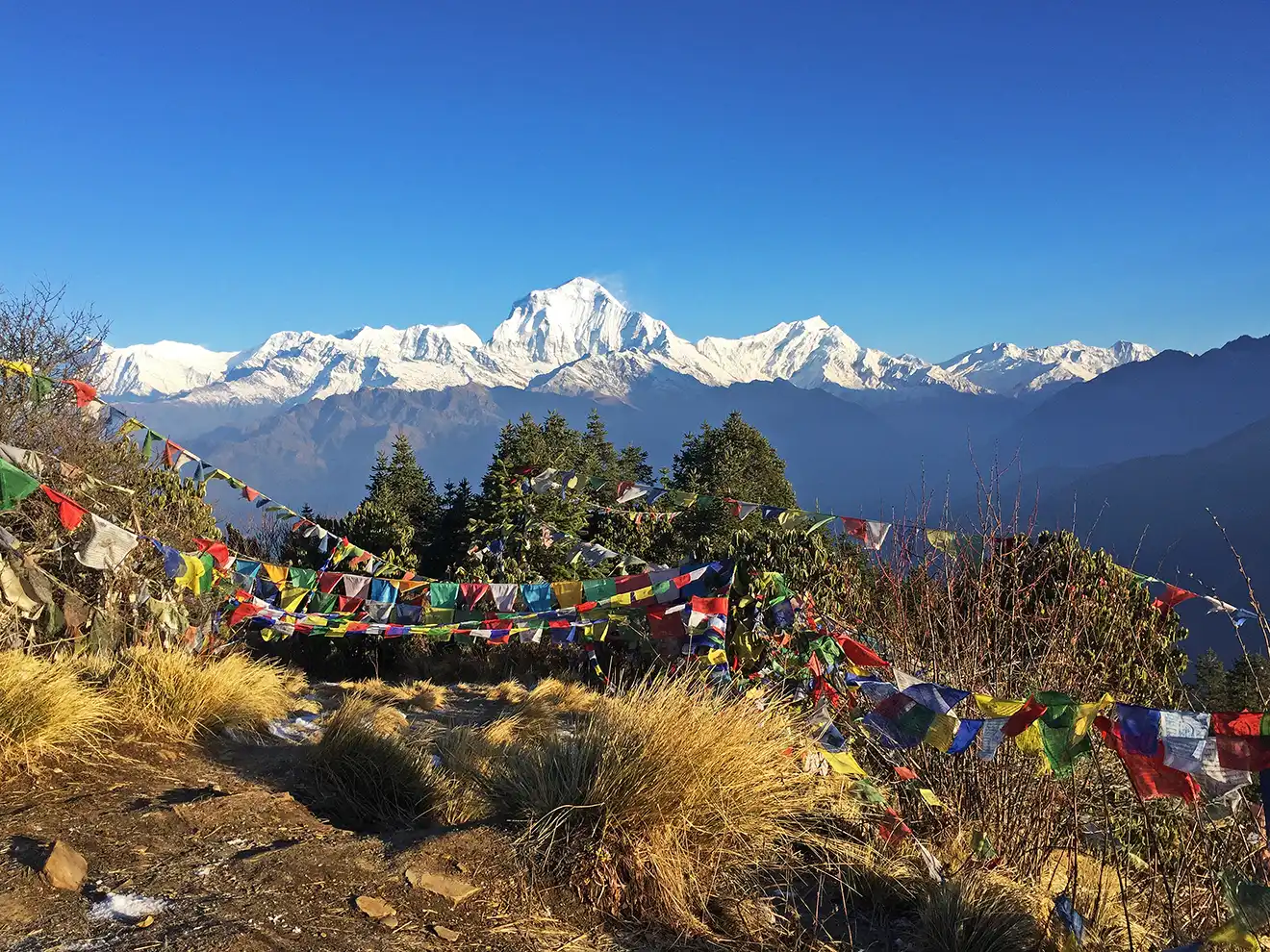 Colorful Tibetan prayer wheels and flags flutter in the wind at the Poon Hill viewpoint, overlooking the snow-capped Dhaulagiri mountain range during a 10-Day Nepal Itinerary.