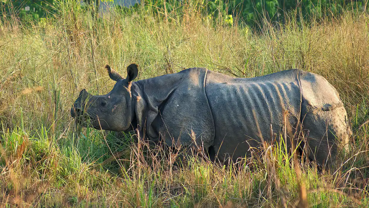 A great one-horned rhino grazes in the tall elephant grass of Chitwan National Park. Safari success often depends on the shifting Nepal weather by month.