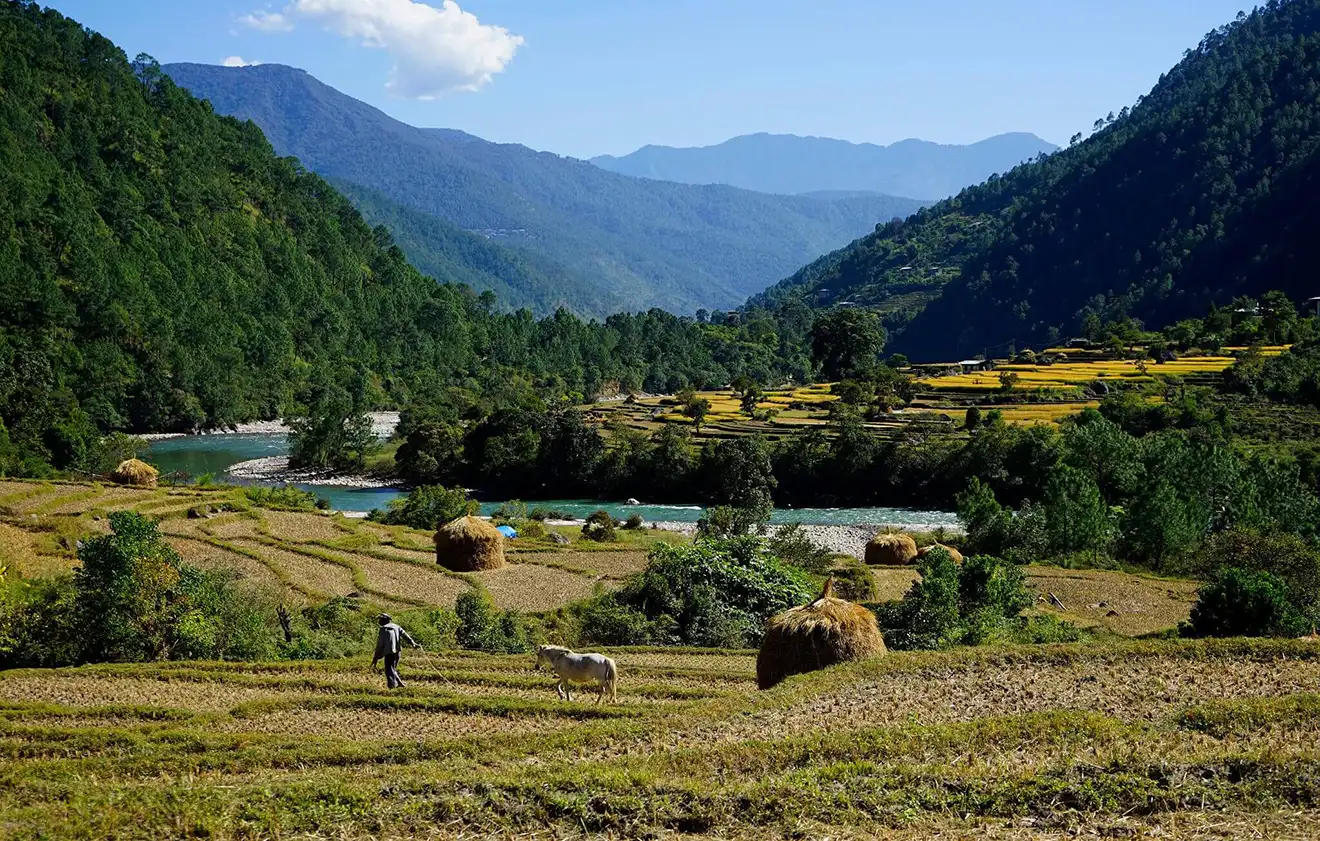A farmer walks with a horse through golden terraced fields along a turquoise river in Punakha during a professional Bhutan Botanical Tour.