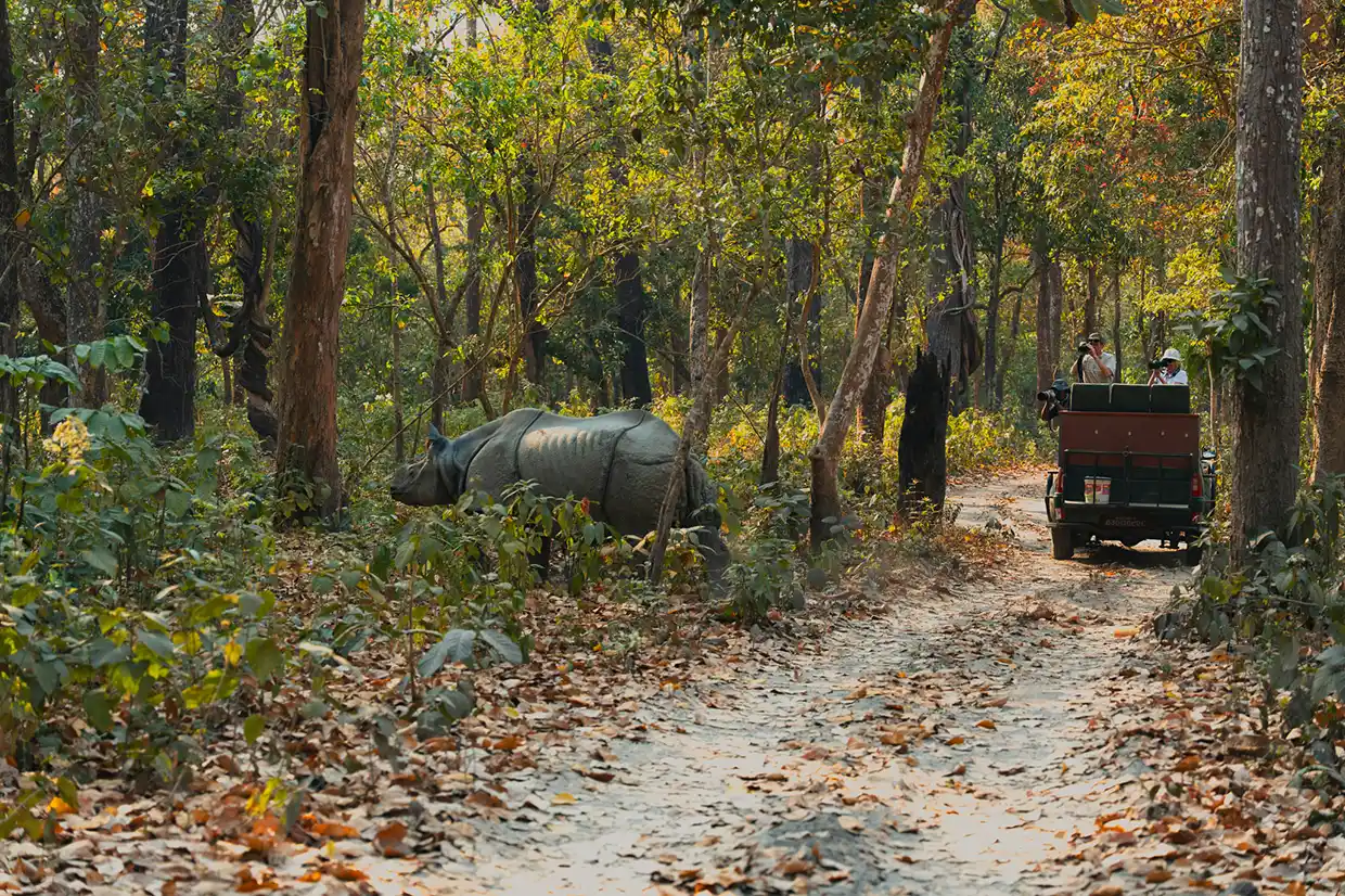 A group of tourists in an open-top safari jeep observing a rare one-horned rhinoceros in the dense jungle, a highlight for any Chitwan Travel Guide.