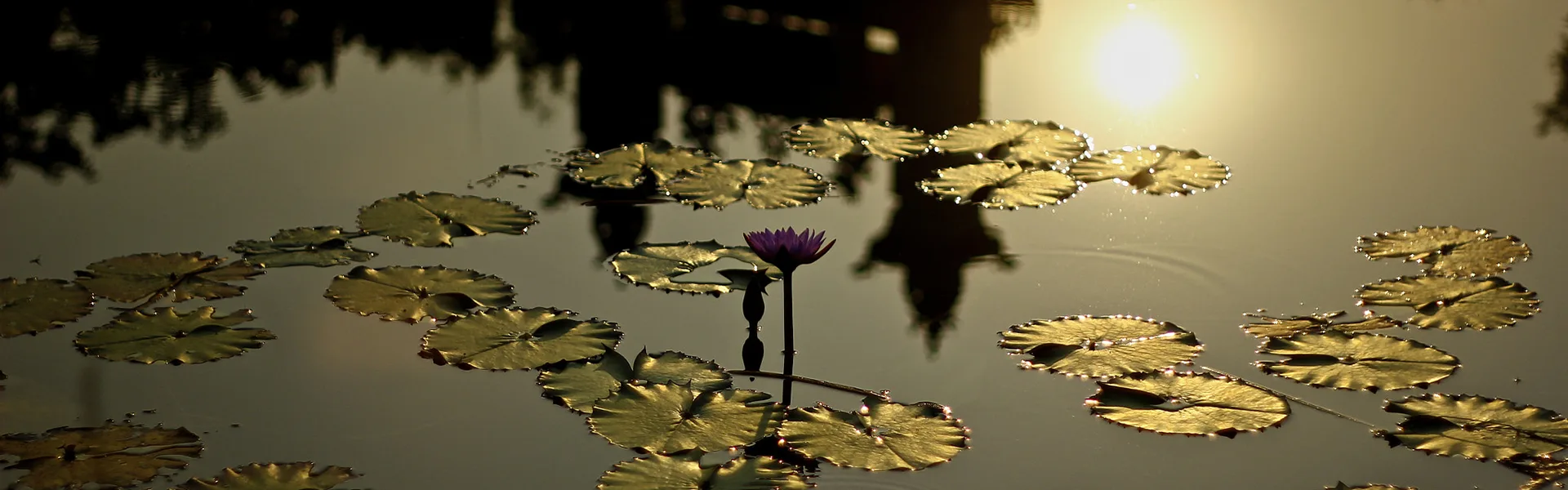 A solitary vibrant purple lotus flower in full bloom stands centered on a still pond, surrounded by floating green lily pads in serene early morning light. A beautiful scene for our Lumbini Travel Guide.