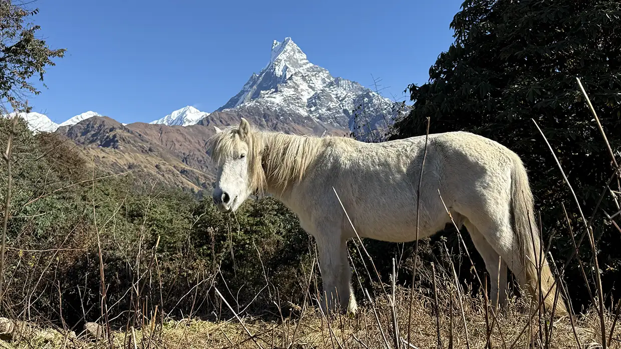 A white horse stands in a grassy field with the snow-capped Machhapuchhre peak behind it. This scenic trail is perfect for a beginner's guide to hiking.