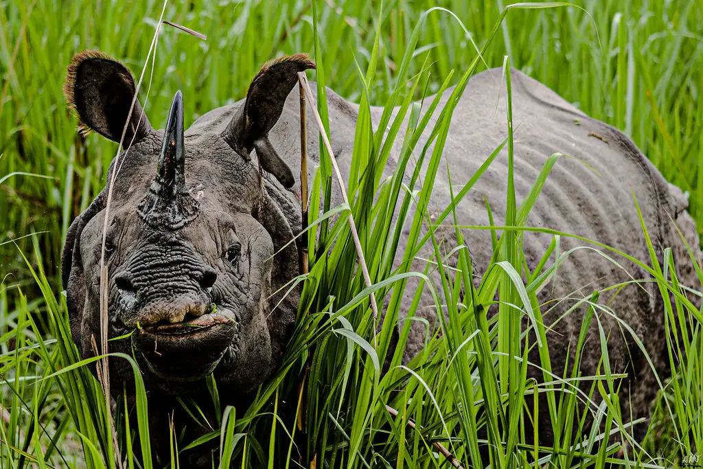 A close up of a majestic one horned rhinoceros grazing in tall green grass, representing the incredible wildlife safari things to do in Chitwan.