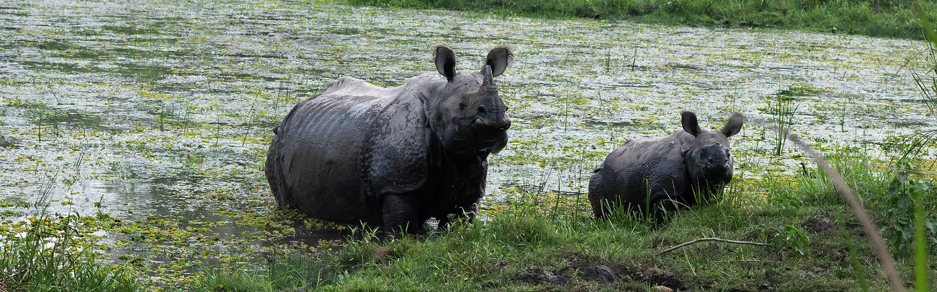 A rare mother one-horned rhinoceros and her calf stand in a marshy wetland, illustrating the incredible wildlife encounters among the things to do in Chitwan.