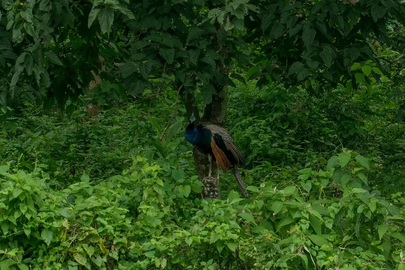 A wild peacock perches on a branch in the lush green jungle. Chitwan National Park is a top choice for Nepal bucket list destinations.