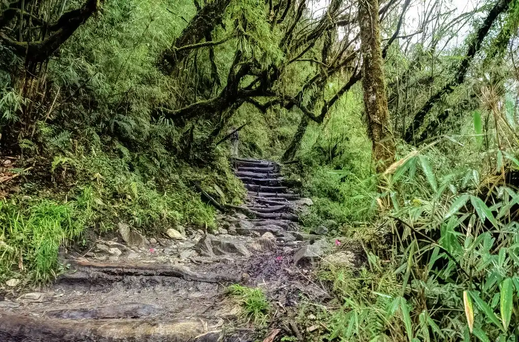 A steep stone staircase ascends through a dense, mossy forest in the Himalayas, perfect for travelers checking their Nepal Hiking Packing List before departure.