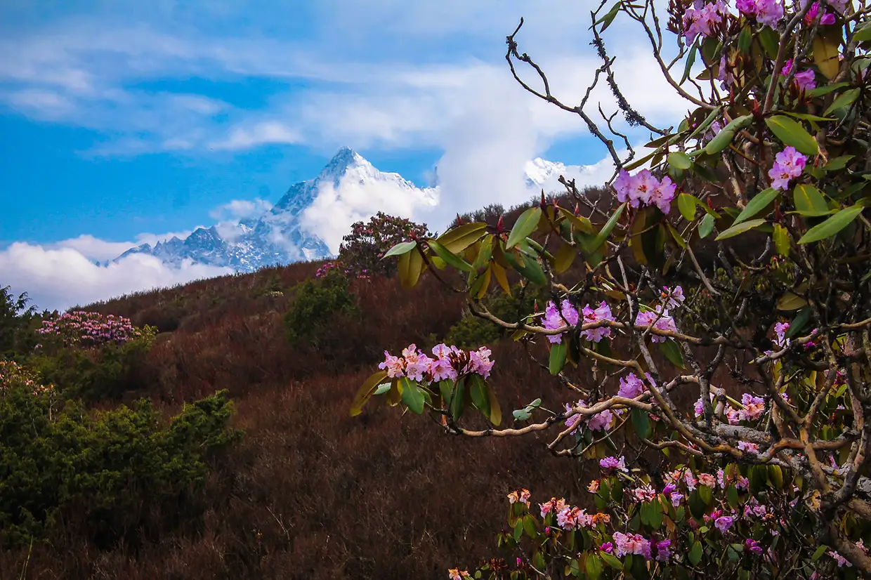 Vibrant pink rhododendron flowers bloom in the foreground on gnarled branches, with a snow-capped Himalayan peak visible through the clouds under a bright blue sky. This seasonal flora is a key indicator of Nepal weather by month for spring travelers.