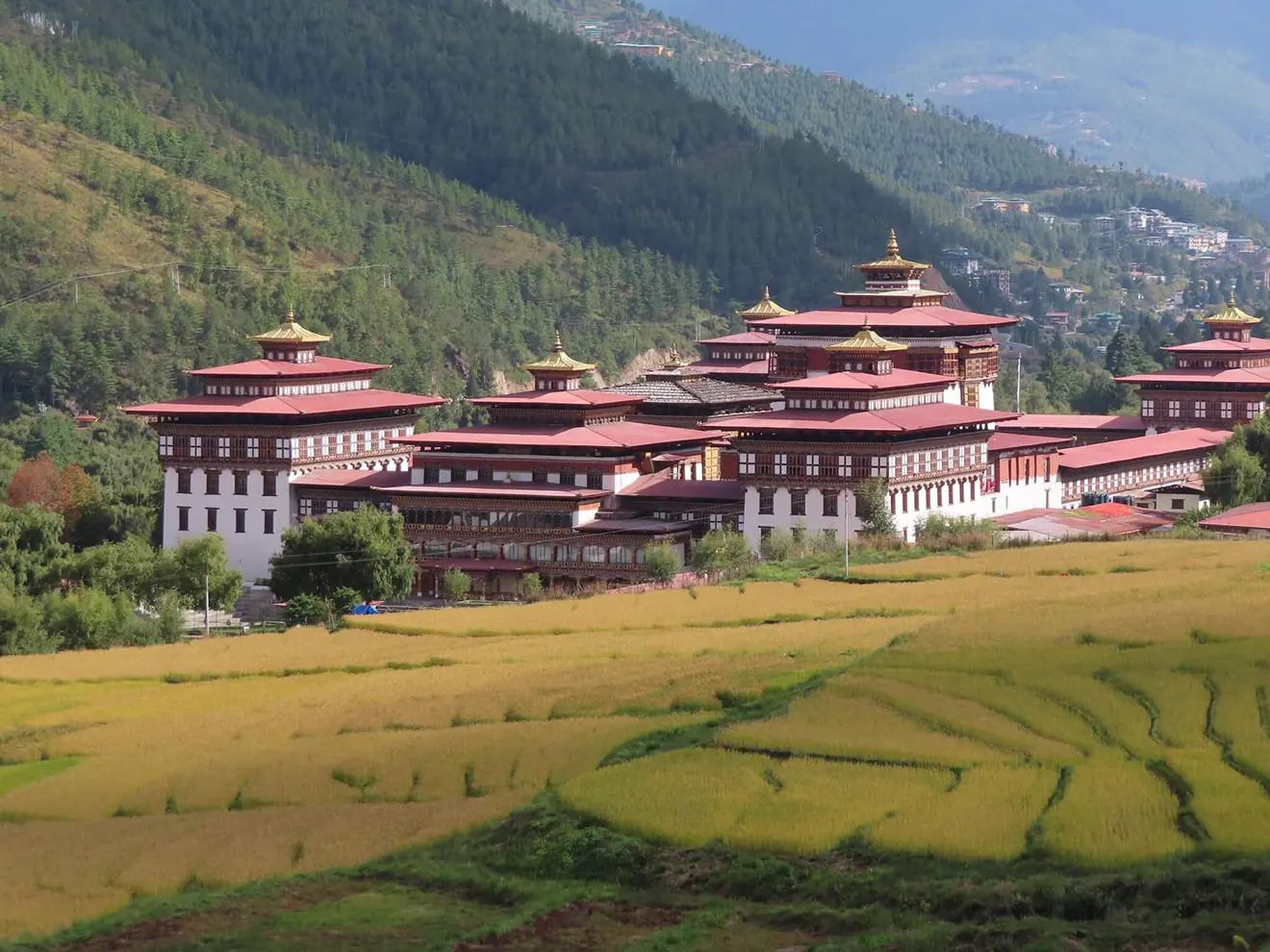 The stunning Punakha Dzong fortress in Bhutan stands by golden-green rice fields and mountains. The Druk Path Trek showcases such cultural highlights.