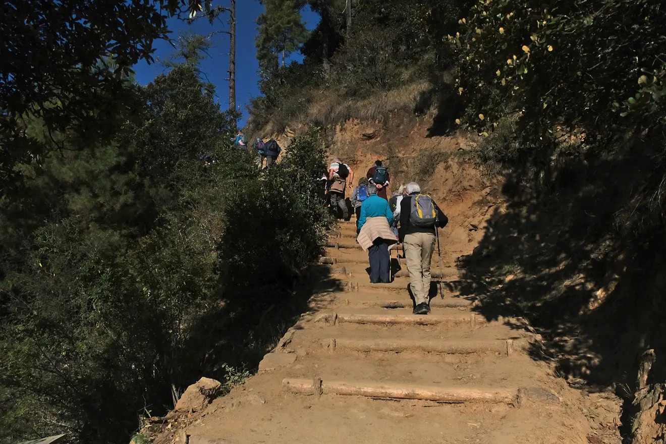 A small group of hikers, wearing packs and using poles, ascends steep wooden steps on a trail through a sunny, pine forest on the Druk Path Trek.